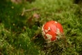 Young toadstool red - Amanita muscaria -in green moss