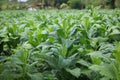 Young tobacco field in Thailand Royalty Free Stock Photo