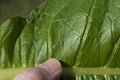 Young tobacco leaf closeup