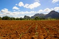 Young tobacco plantation in the Vinales valley in Cuba Royalty Free Stock Photo