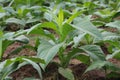 Young tobacco field in Thailand Royalty Free Stock Photo