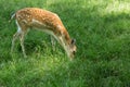 Young toddler fawn grazing Royalty Free Stock Photo