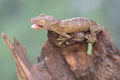 A young tokay gecko is basking in dry wood.