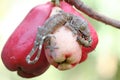 A young tokay gecko eating a caterpillar on a pink Malay apple fruit.