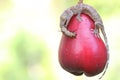 A young tokay gecko eating a caterpillar on a pink Malay apple fruit.