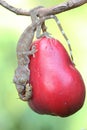 A young tokay gecko eating a caterpillar on a pink Malay apple fruit.