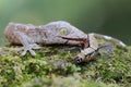 A young tokay gecko eating a caterpillar on a rock overgrown with moss. Royalty Free Stock Photo