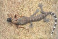 A young tokay gecko is eating a cricket.