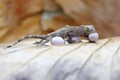 A young tokay gecko is eating an egg.