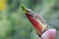 A young tokay gecko is eating a green grasshopper on a banana flower.