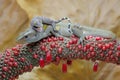 A young tokay gecko is fighting a common sun skink.