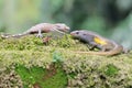 A young tokay gecko is fighting a lizard on a rock overgrown with moss.