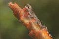 A young tokay gecko is looking for prey on a banana flower. This rep