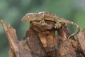 A young tokay gecko is looking for prey in a dry log.