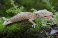 A young tokay gecko looking for preys on a rock overgrown with moss.