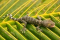 Young tokay gecko on a palm tree leaf, Ang Thong National Marine
