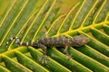 Young tokay gecko on a palm tree leaf, Ang Thong National Marine