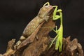 A young tokay gecko preys on a praying mantis on dry wood. Royalty Free Stock Photo