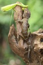 A young tokay gecko preys on a praying mantis on dry wood. Royalty Free Stock Photo