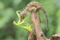 A young tokay gecko preys on a praying mantis on dry wood. Royalty Free Stock Photo