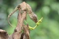 A young tokay gecko preys on a praying mantis on dry wood. Royalty Free Stock Photo