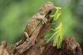 A young tokay gecko preys on a praying mantis on dry wood. Royalty Free Stock Photo