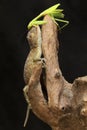 A young tokay gecko preys on a praying mantis on dry wood. Royalty Free Stock Photo