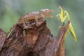 A young tokay gecko preys on a praying mantis on dry wood. Royalty Free Stock Photo