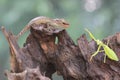 A young tokay gecko preys on a praying mantis on dry wood. Royalty Free Stock Photo