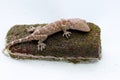 A young tokay gecko is sunbathing on a moss-covered rock.