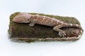 A young tokay gecko is sunbathing on a moss-covered rock.