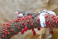 A young tokay gecko is trying to devour a bird`s egg.