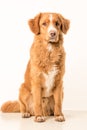 Young Toller adult