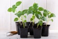 Young tomatillo seedlings Mexican husk tomato, Physalis philadelphica, Physalis ixocarpa, Vegetable physalis in a black flower Royalty Free Stock Photo