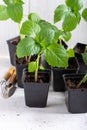 Young tomatillo seedlings Mexican husk tomato, Physalis philadelphica, Physalis ixocarpa, Vegetable physalis in a black flower