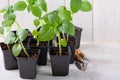 Young tomatillo seedlings Mexican husk tomato, Physalis philadelphica, Physalis ixocarpa, Vegetable physalis in a black flower