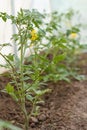 Young tomato bushes growing in the greenhouse Royalty Free Stock Photo