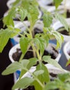 Young tomato bushes planted in plastic pots Royalty Free Stock Photo