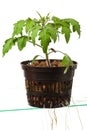 Young tomato plant Royalty Free Stock Photo