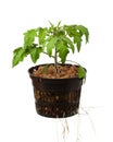 Young tomato plant