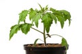 Young tomato plant