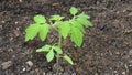 Young tomato plant growing in the garden