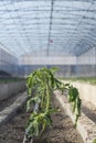 Young tomato plant in bad condition. Greenhouse plant Royalty Free Stock Photo