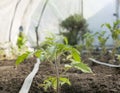 Young tomato plant cultivated in greenhouse Royalty Free Stock Photo