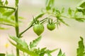 Young tomato plant, green unripe fruits.