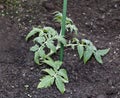 Young tomato plant growing Royalty Free Stock Photo