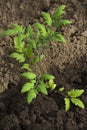 A young tomato plant growing in a garden bed Royalty Free Stock Photo