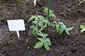 Young tomato plant growing Royalty Free Stock Photo