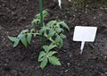 Young tomato plant growing Royalty Free Stock Photo
