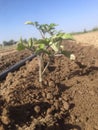 Young tomato plant growing with irrigation system in action Royalty Free Stock Photo